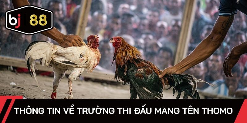 Thông tin về trường thi đấu mang tên Thomo